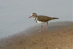 Three-banded Plover